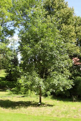 Quercus palustris - dub bahenní - celek (16)